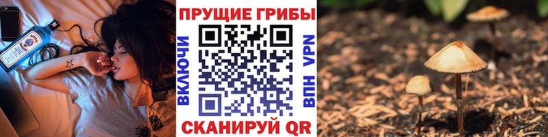 Купить закладки  Волжск  Псилоцибиновые грибы Cubensis 